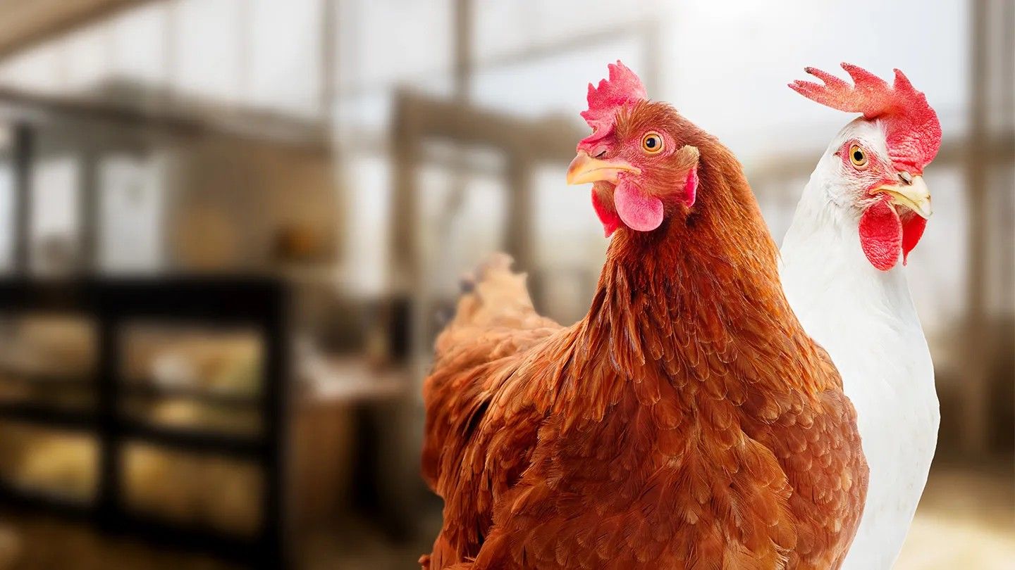 Optimized ventilation solutions for modern layer far ming: ensuring bird health and production efficiency