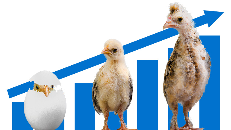 Optimize broiler growth and welfare with correct ventilation systems